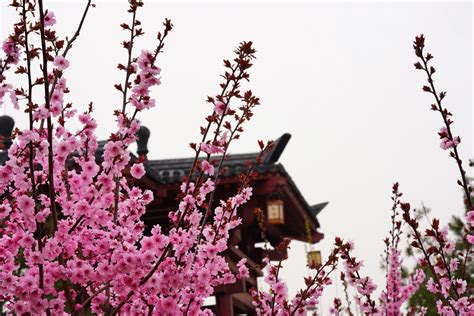 Peach Blossom Spring, A Dreamy Landscape of Serenity and Pastoral Harmony!