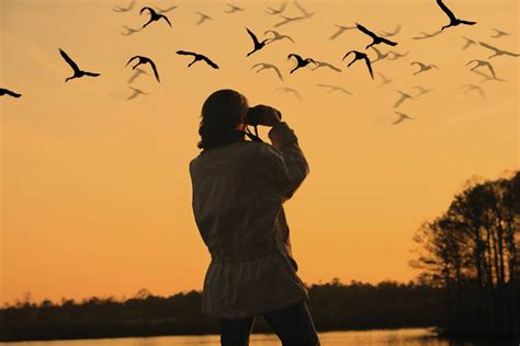 The Bird Watcher – A Symbolic Exploration of Nature and Human Solitude!