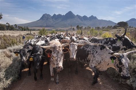 The Nguni Cattle Herd - A Breathtaking Display of Animalistic Majesty and Vibrant Earth Tones!