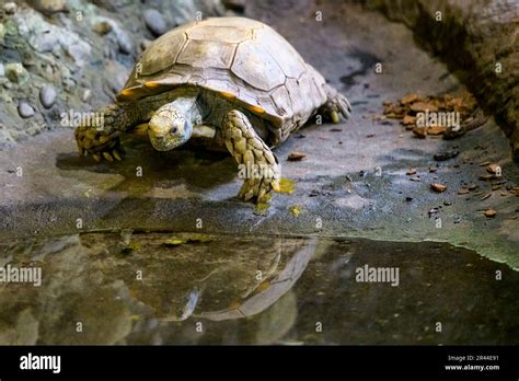 The Tortoise Entering the Water Sculpture:  A Study in Ancient Indian Realism and Mystical Symbolism!