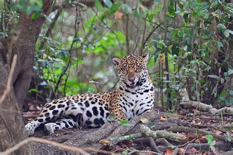 The Weeping Jaguar an Exuberant Celebration of Nature's Fury and Tranquility!