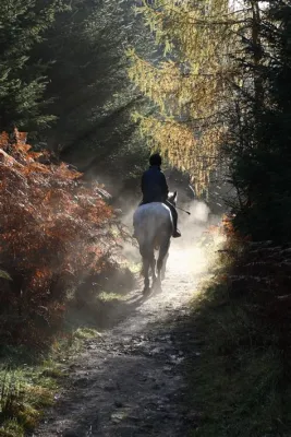 Riding into Autumn an Intricate Tapestry of Horses and Nature's Hues!